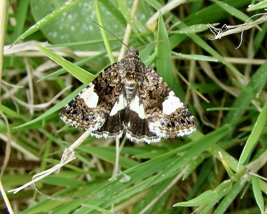 the four-spotted